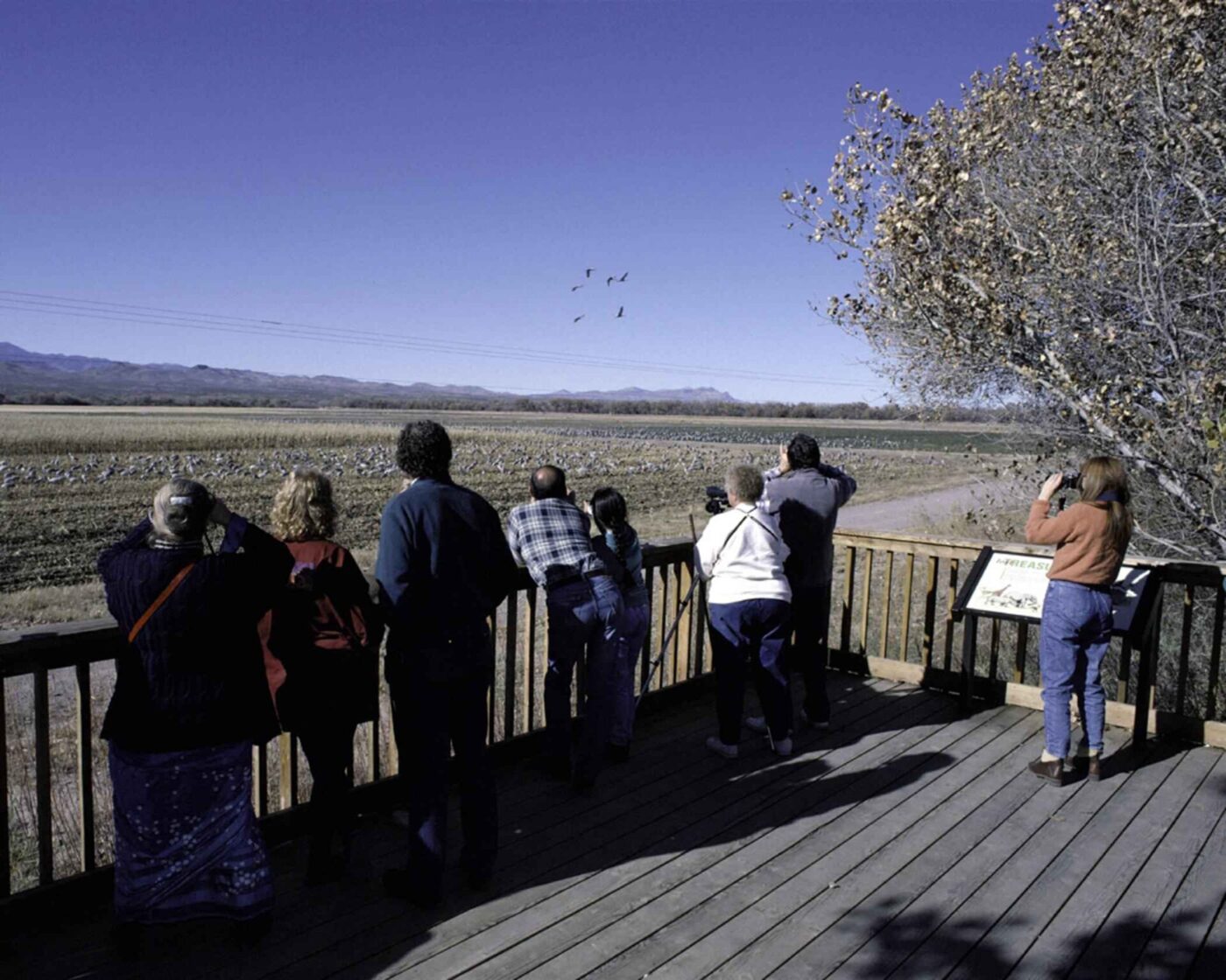 People on a wooden viewing deck looking at birds through binoculars.