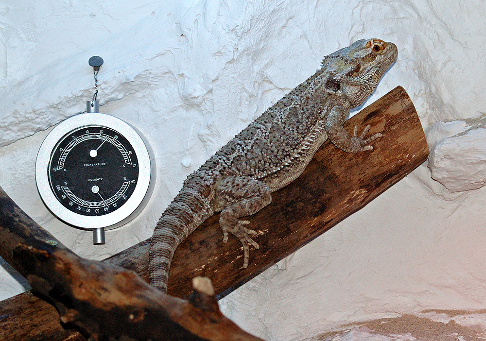 A bearded dragon rests on a wooden branch next to a round temperature and humidity dial mounted in its terrarium.