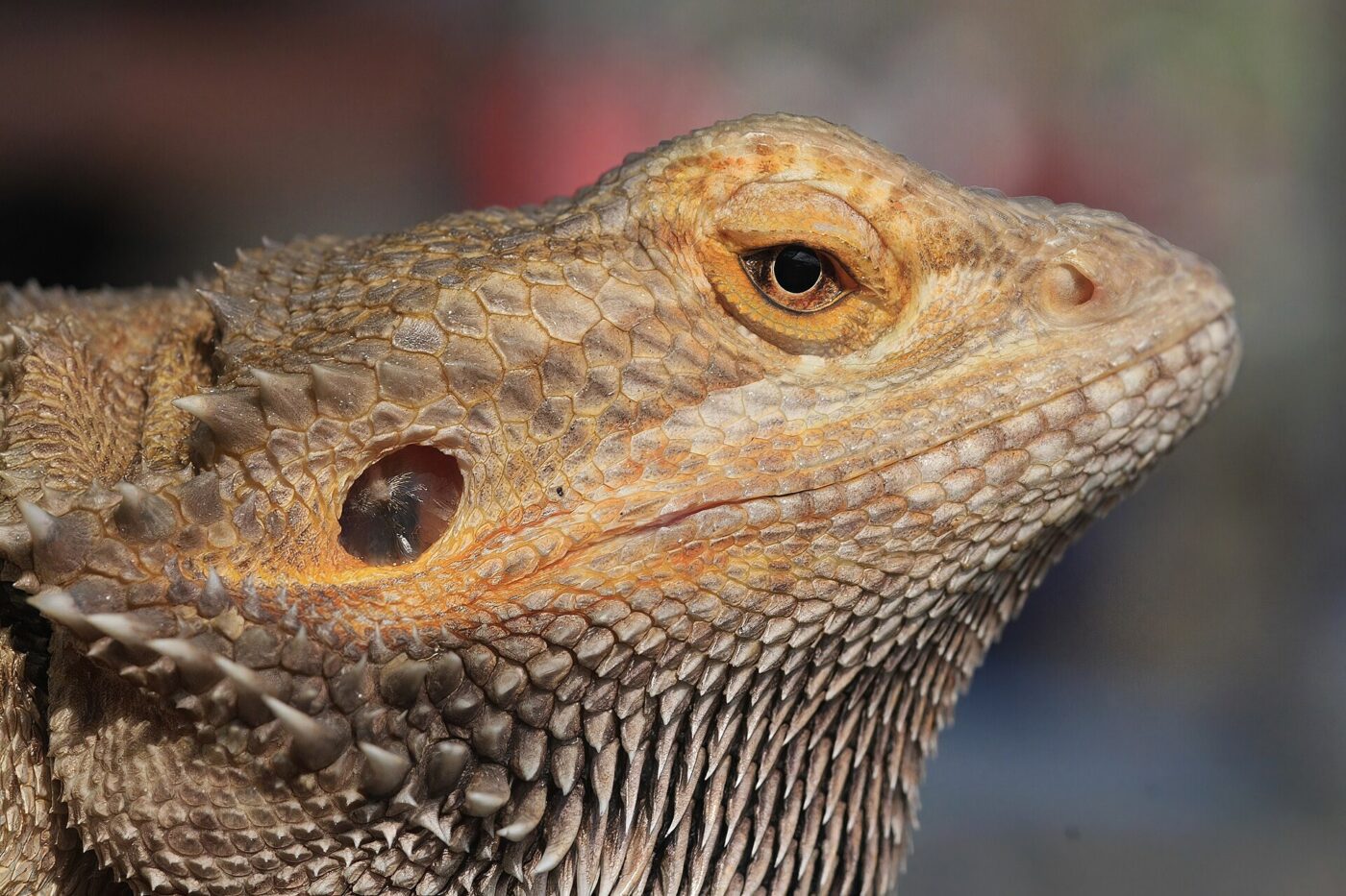 Close-up of a bearded dragon's scaly, spiked head and throat in warm light.