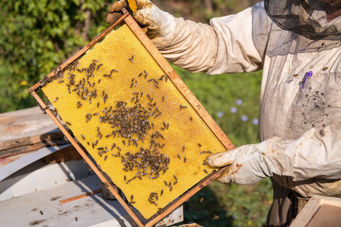 A beekeeper in gloves and a suit holds a wooden frame covered with bees and honeycomb.