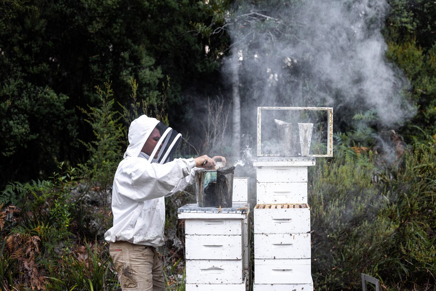 A beekeeper in protective coveralls uses a smoker beside white hive boxes during an inspection.