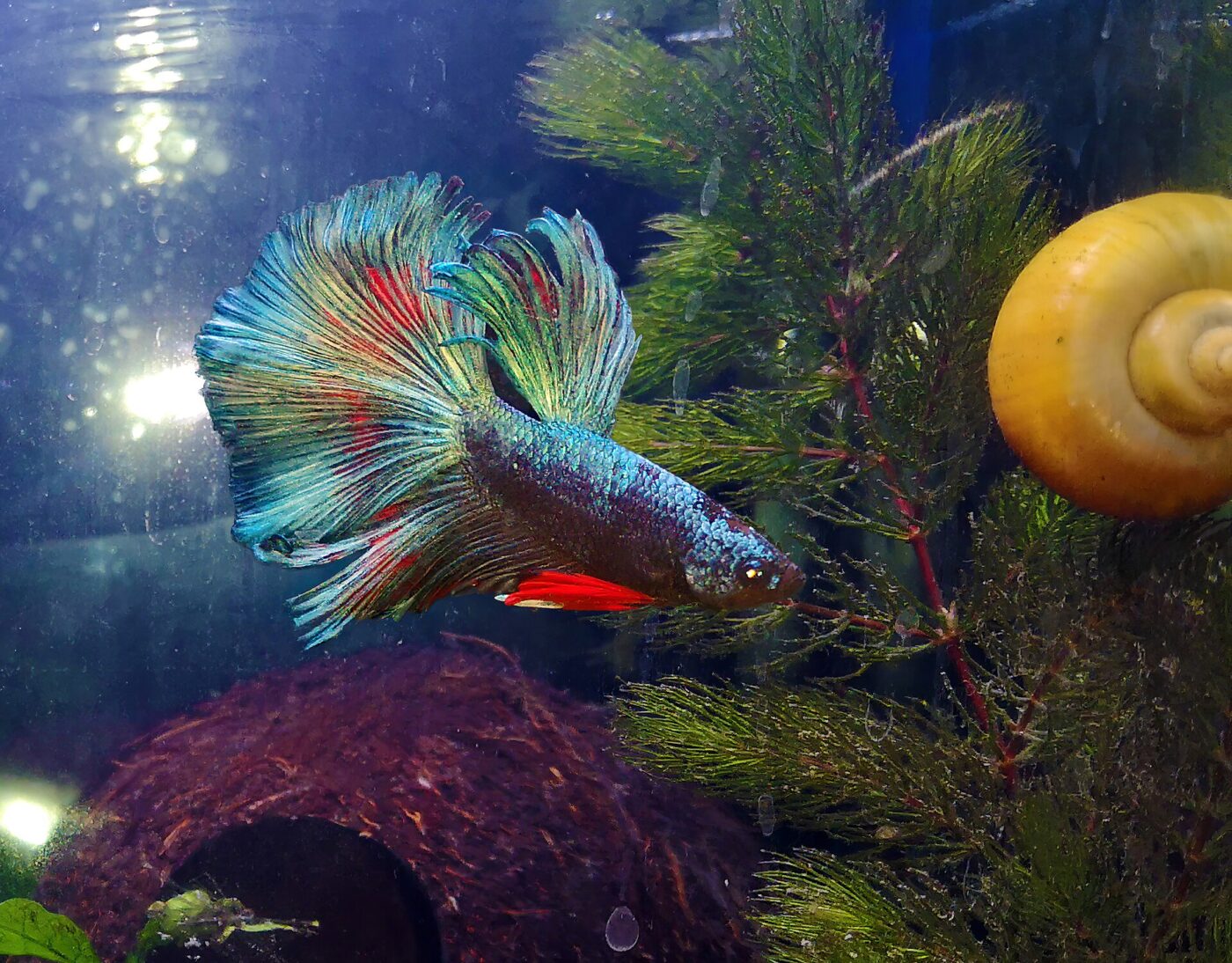A colorful betta fish swims among aquarium plants, driftwood and a snail shell in a tank.