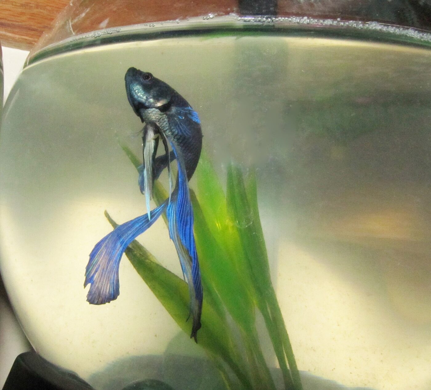 A blue and dark betta fish swims in a small round glass bowl with a plant.