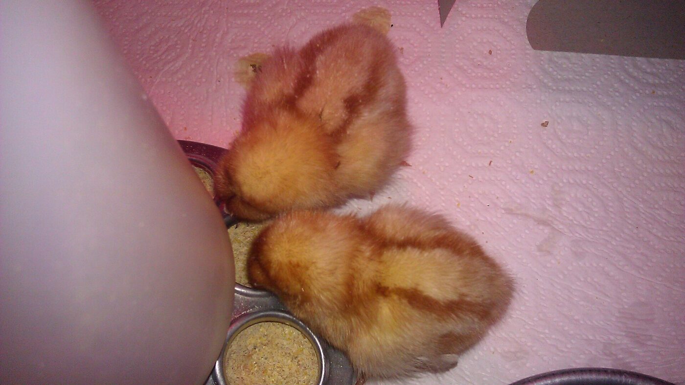 Two young chicks eat from a feeder inside a brooder box glowing pink under a heat lamp.