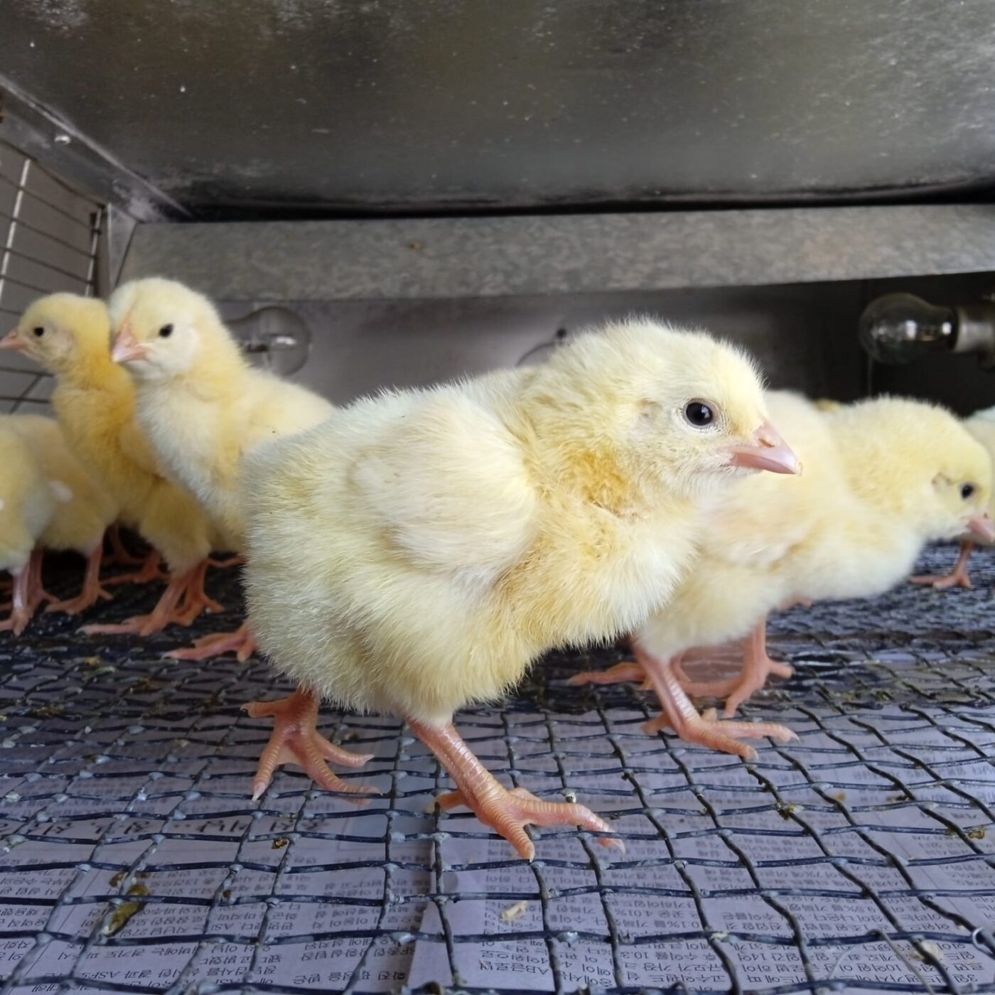 Several fluffy yellow chicks stand close together on a wire-mesh brooder floor.
