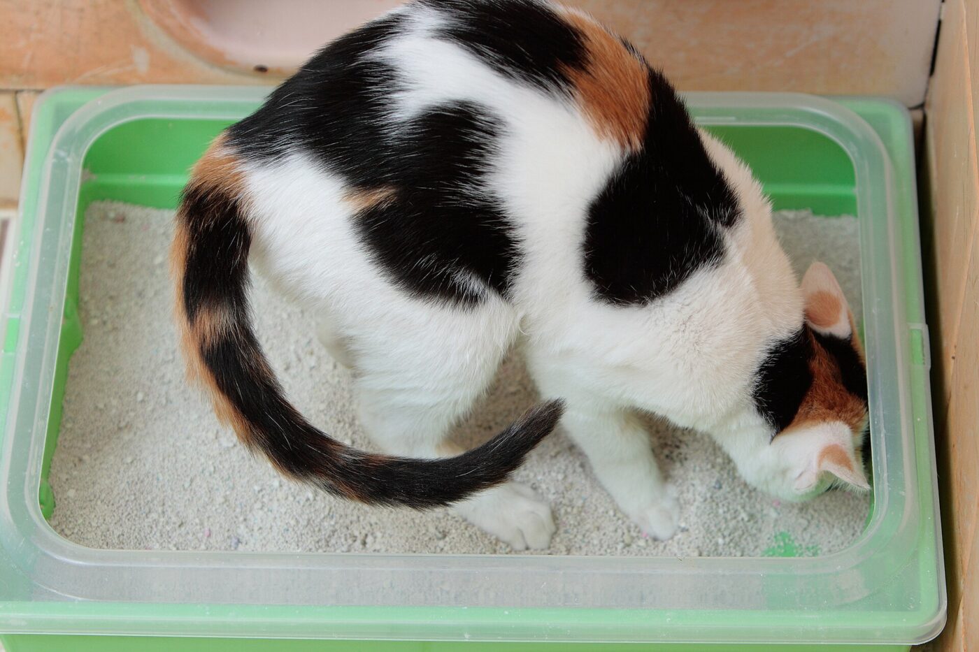 A calico kitten on a litter box. Kittens outgrow small boxes within months.