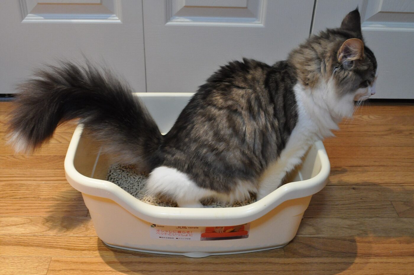 A cat using a Japanese-style litter box.