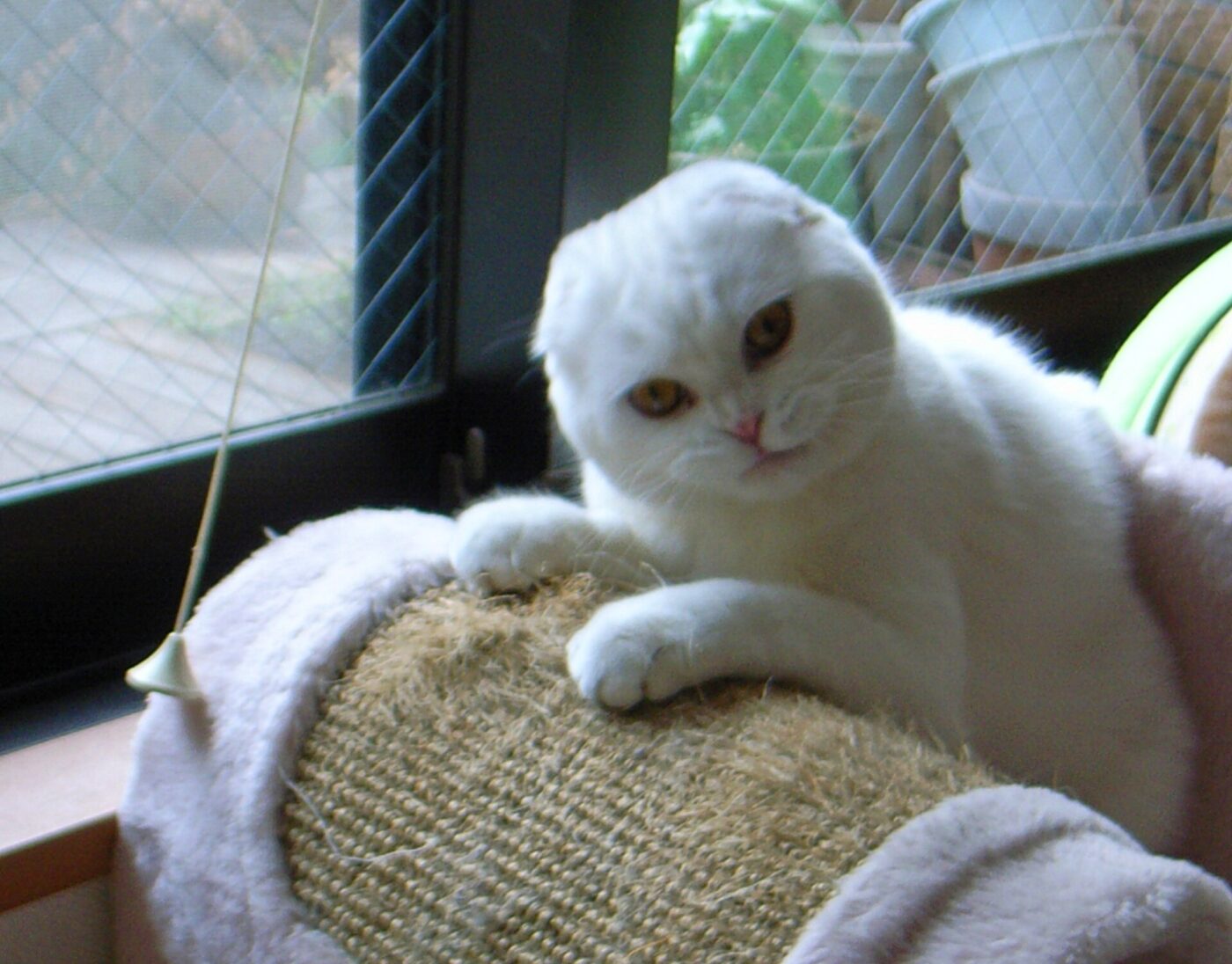 A Scottish Fold cat on a sisal scratcher.