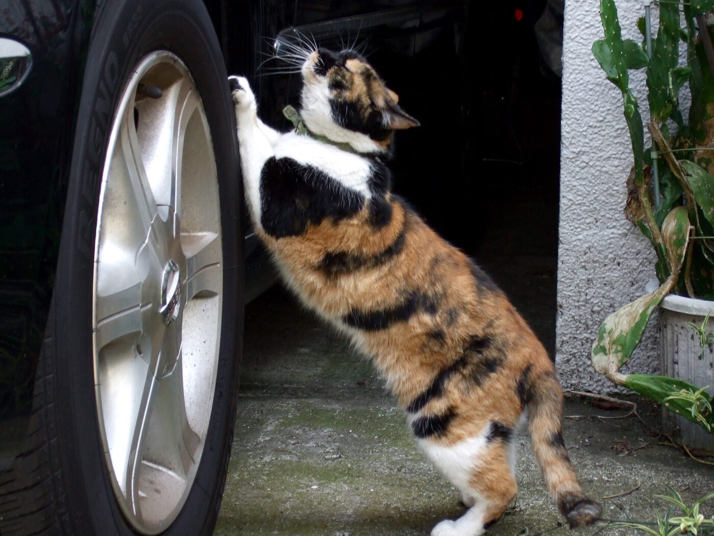 A cat stretching up to scratch a car tyre.