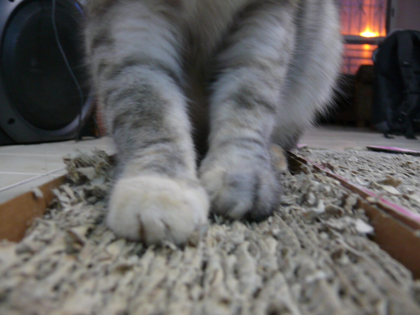 A cat using a corrugated cardboard scratch pad.