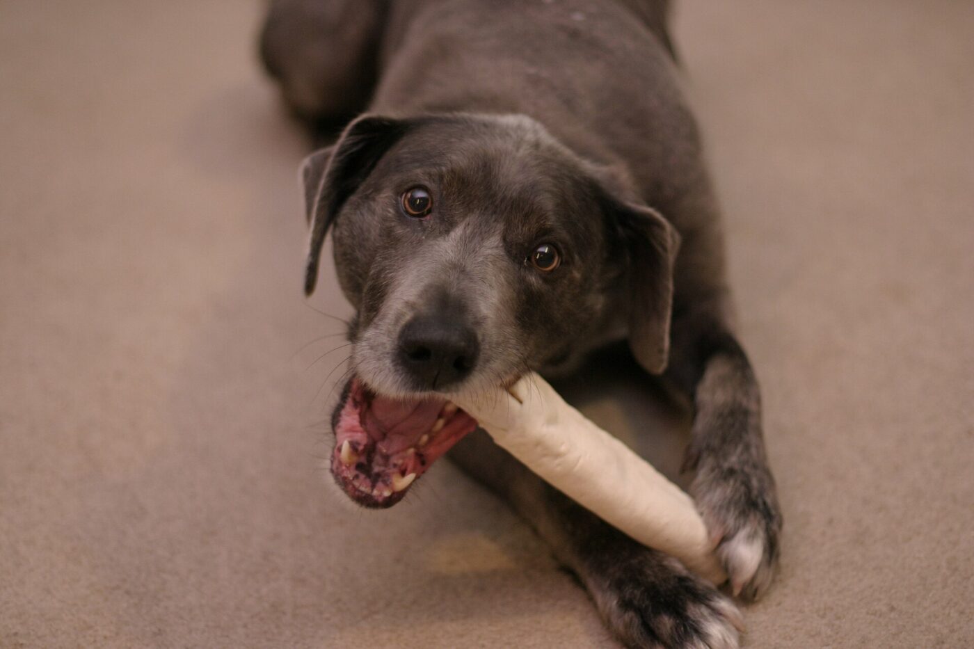 A dog working on a rawhide chew.