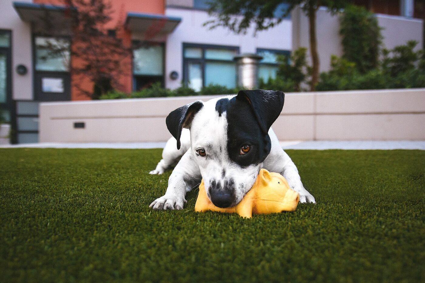 A puppy playing with a toy on the grass.