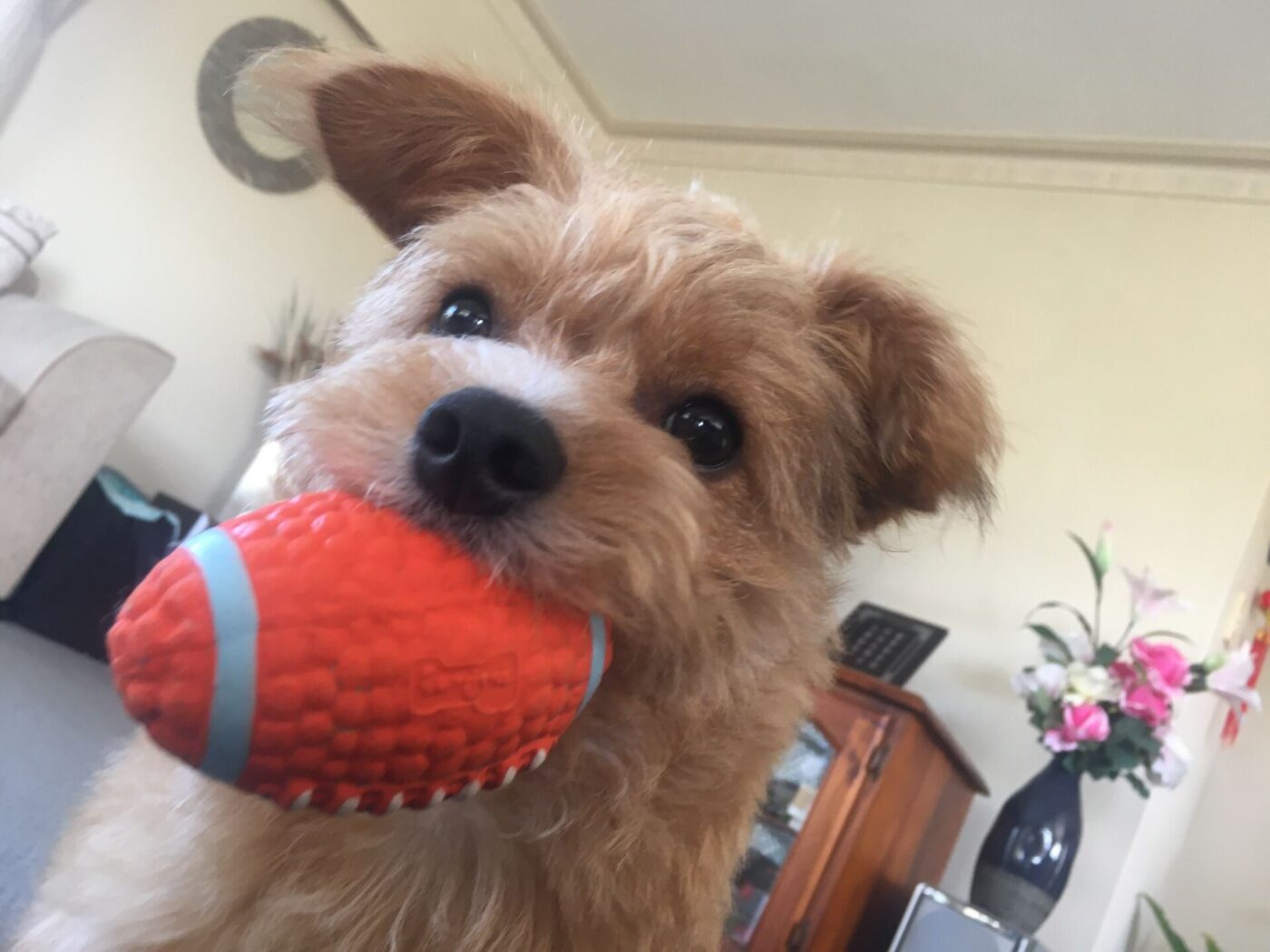 A small dog chewing a squeaky rubber ball.