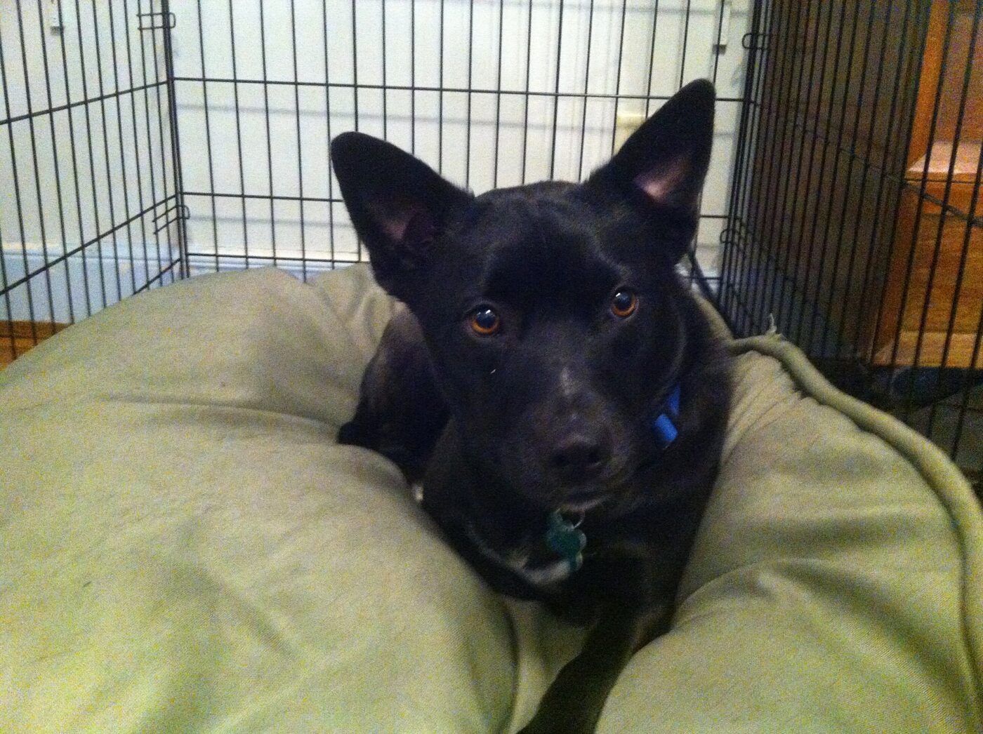 A dog lying on a cushion inside a crate.