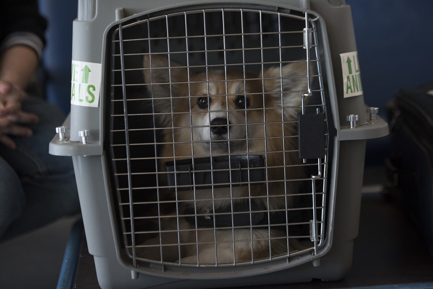 A small dog inside a plastic travel crate with a wire door.