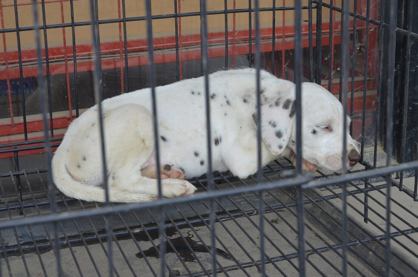 A dog resting inside a wire crate.