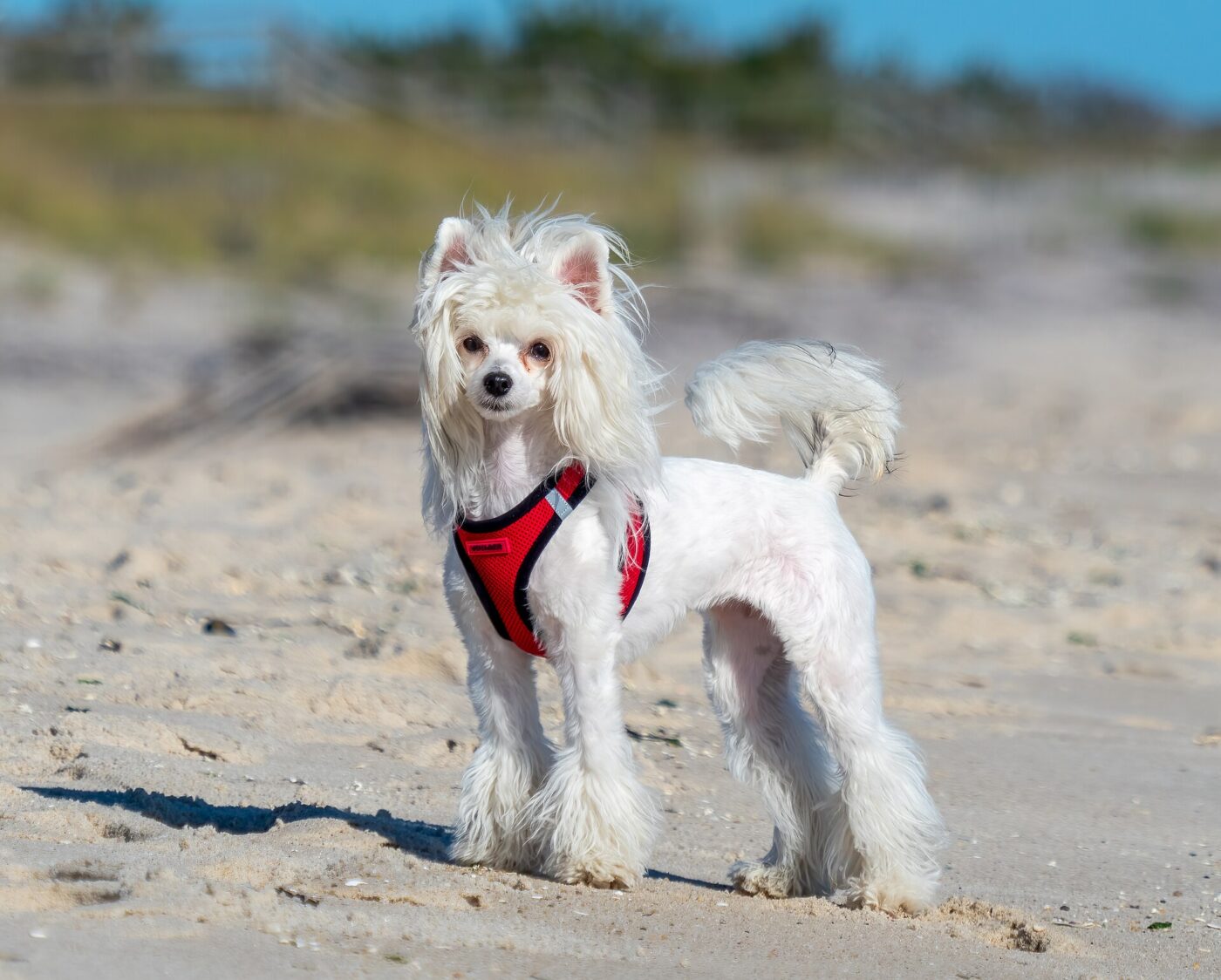 A Chinese crested dog in a red harness on the beach.