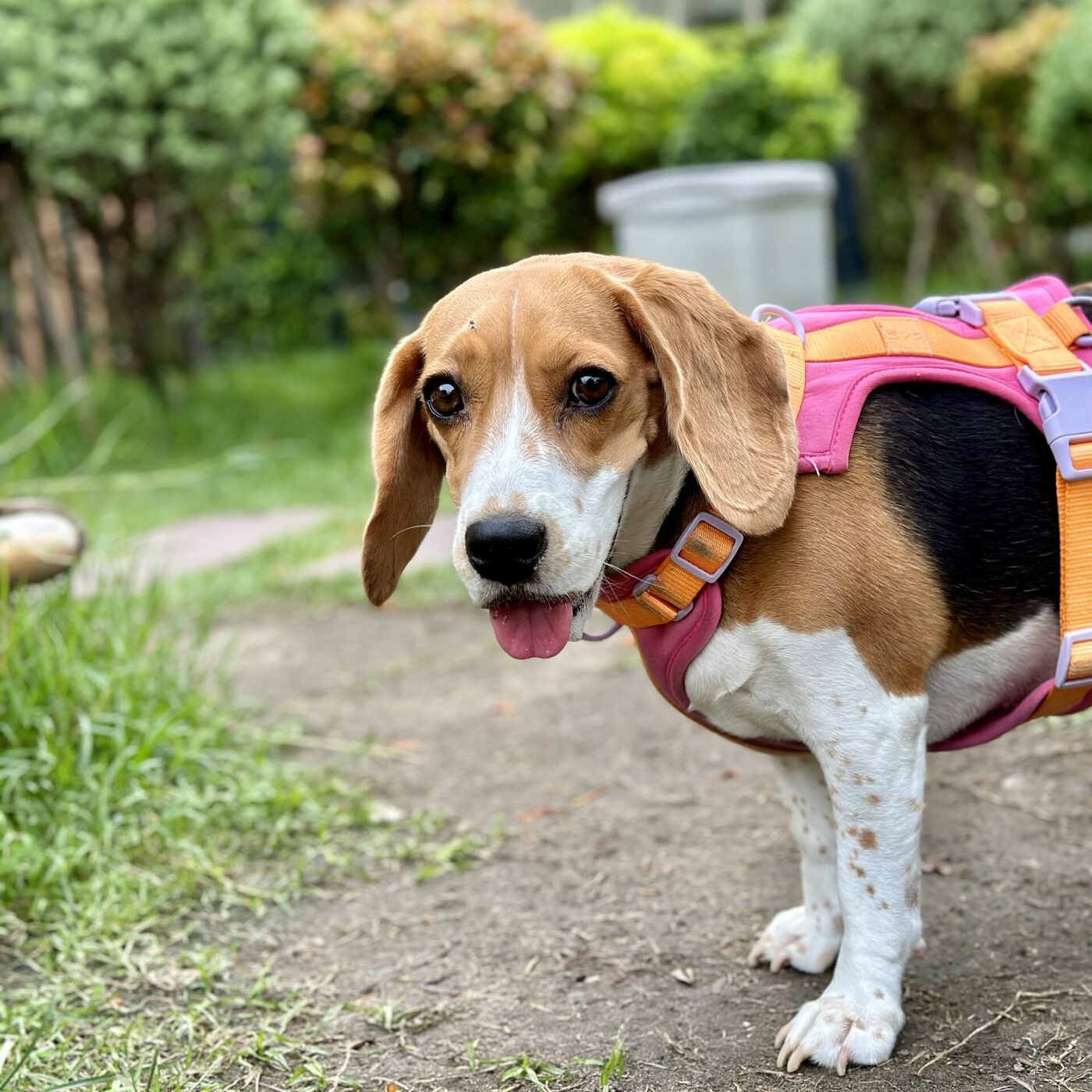 A beagle wearing a fitted harness with visible chest and back straps.