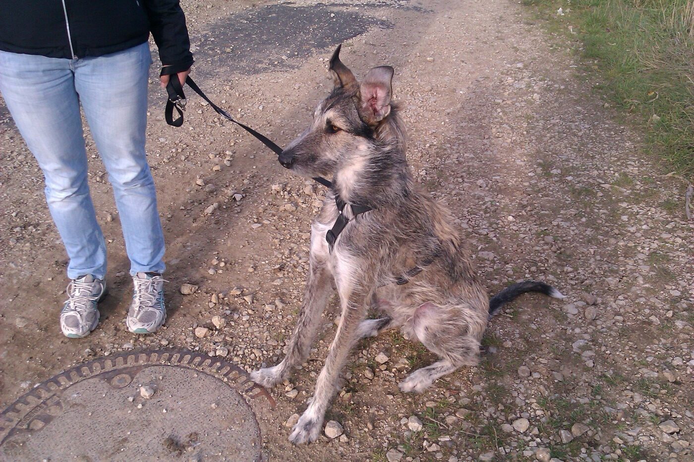 A dog on a lead during a walk.