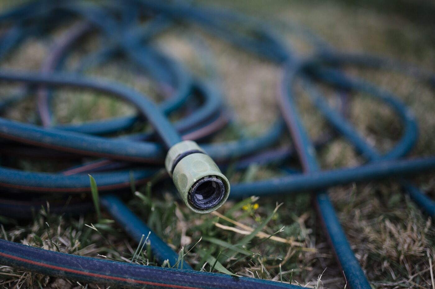 A garden hose lying on a lawn.