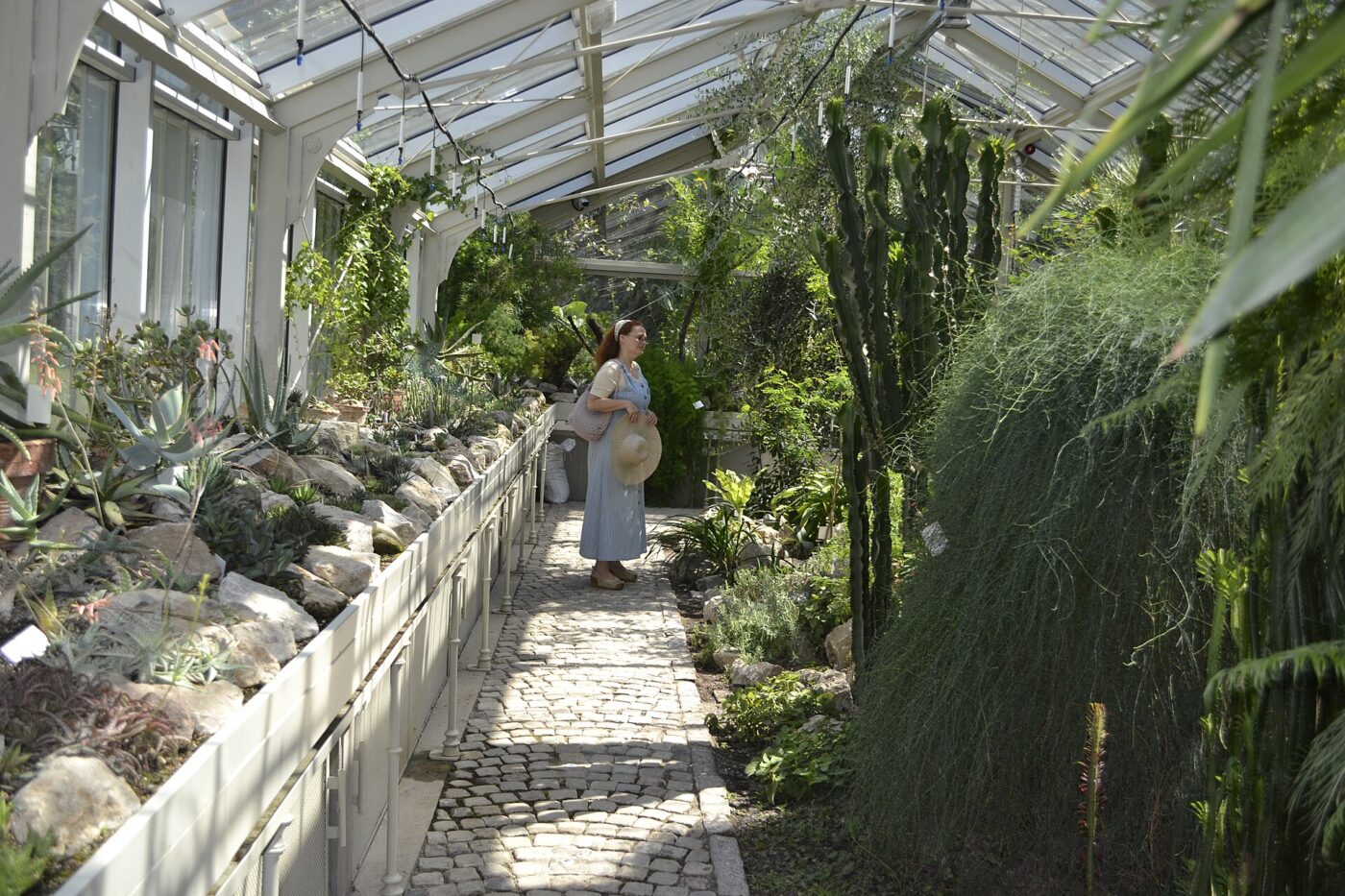 Inside the glasshouse at Belgrade Botanical Garden.