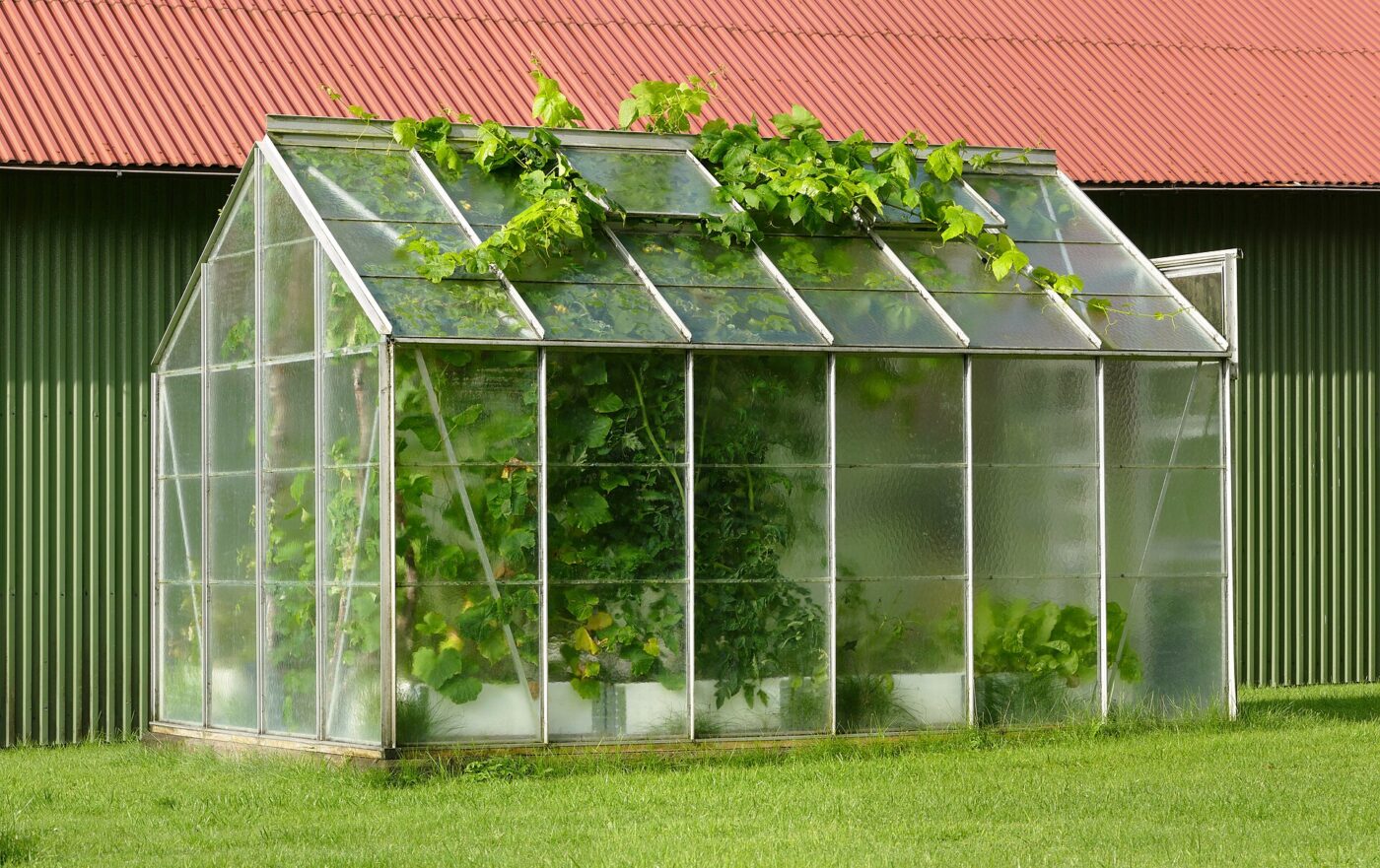 A small greenhouse with grapevines growing out through the roof vents.