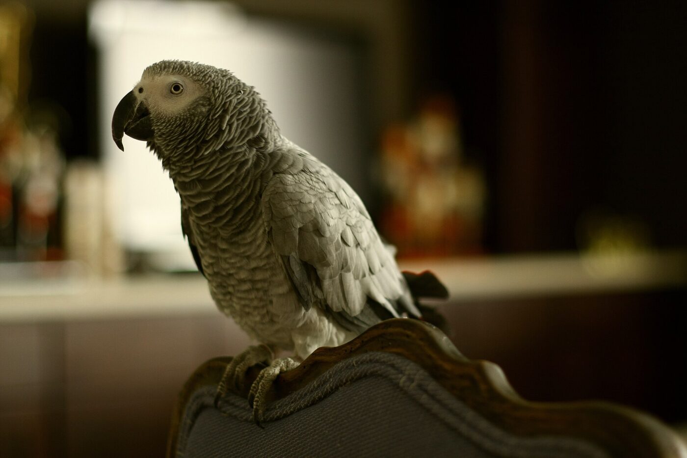 A grey parrot with a red tail perched indoors in a dimly lit room.