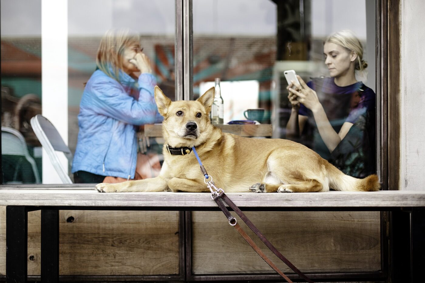 A dog waiting by the window of a coffee shop.