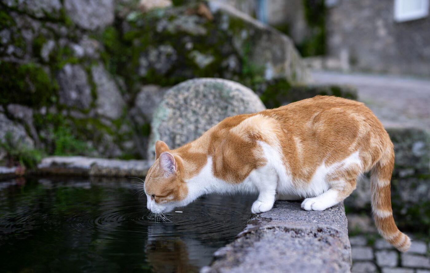 A cat drinking from a stone fountain reservoir in Monsanto, Portugal.