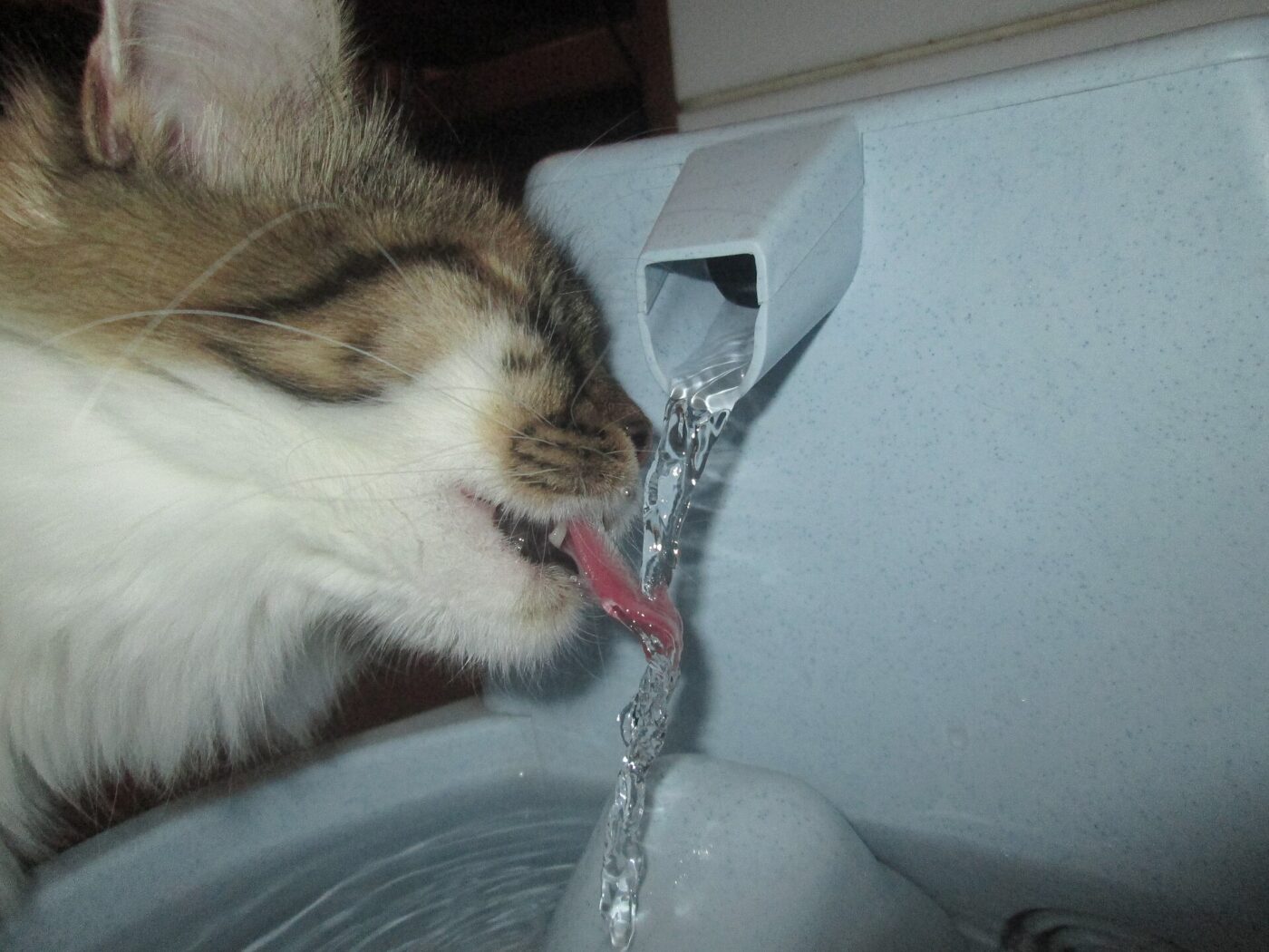 A cat drinking from the running stream of a pet water fountain.