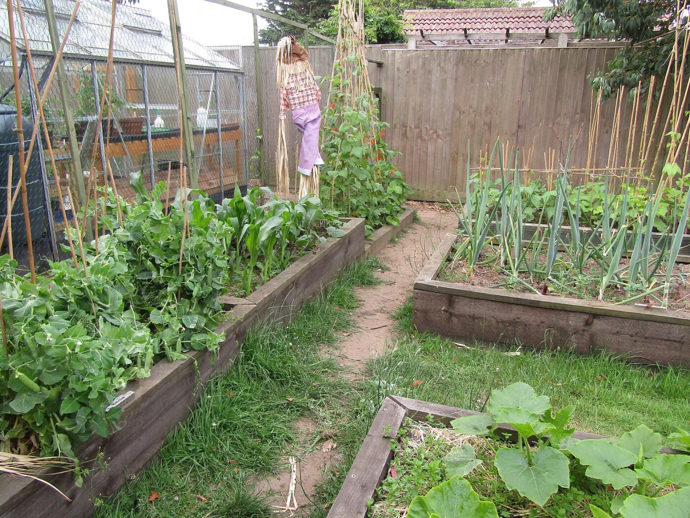 A vegetable garden with timber raised beds in Trimingham, Norfolk.