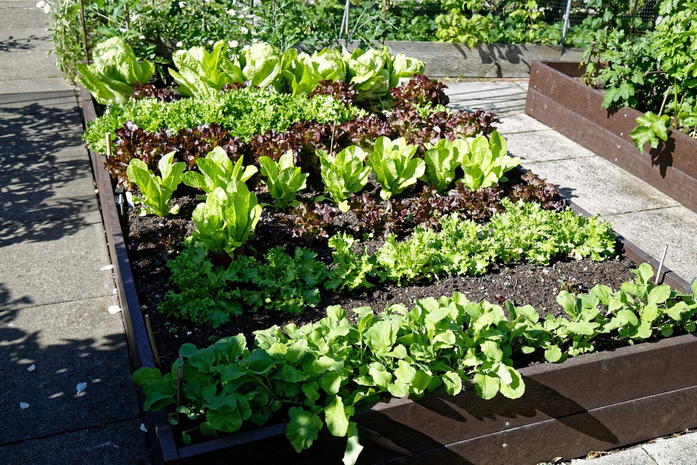 A raised vegetable bed planted with lettuces.