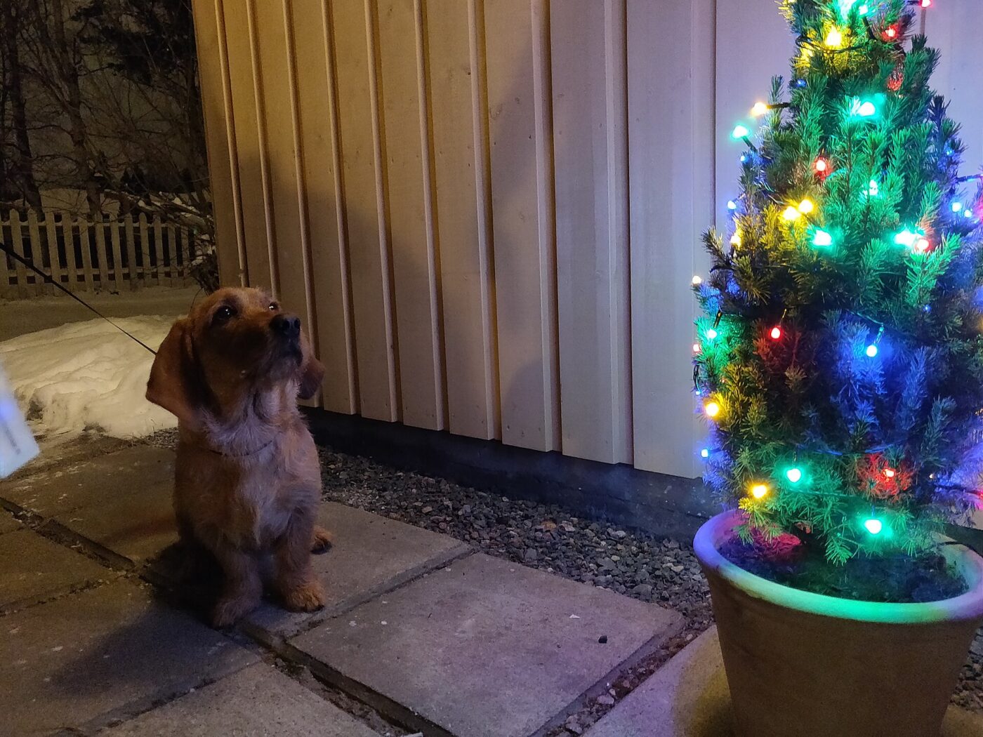 A dog beside a lit Christmas tree.