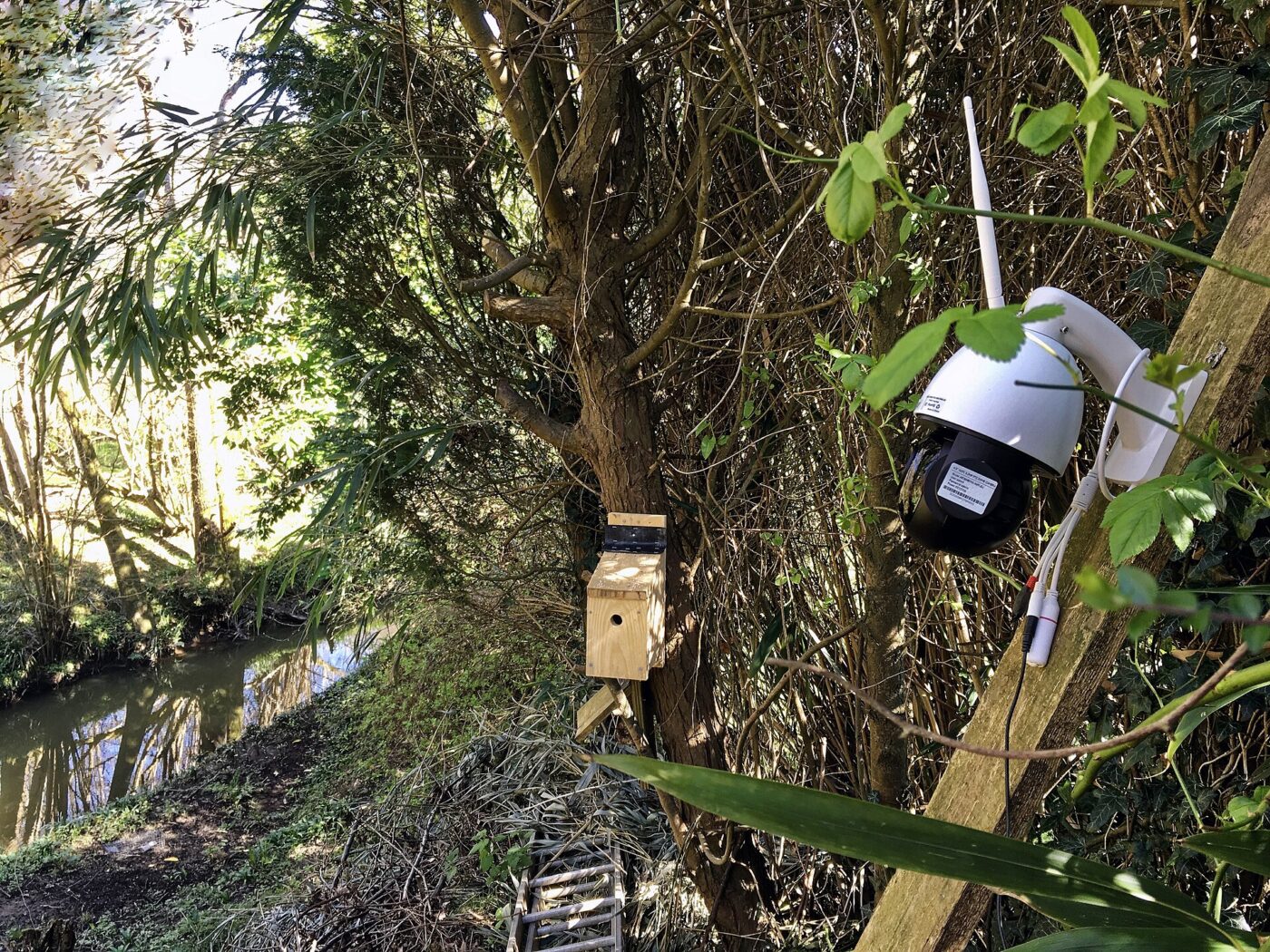 An outdoor wireless camera mounted on a tree at the edge of a garden.