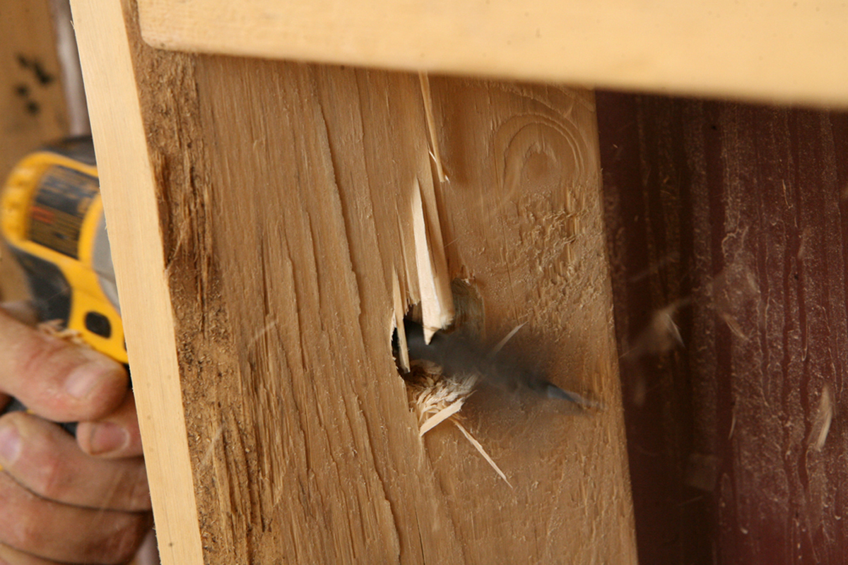 A drill bit splitting the grain of a wooden stud.