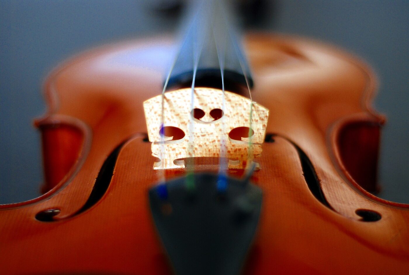 Violin bridge fitted in place under the strings, seen from the front.