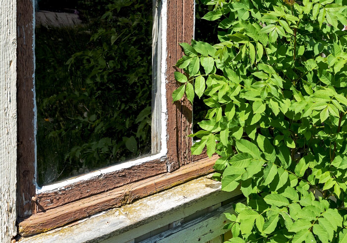A window frame with paint peeling away from the wood